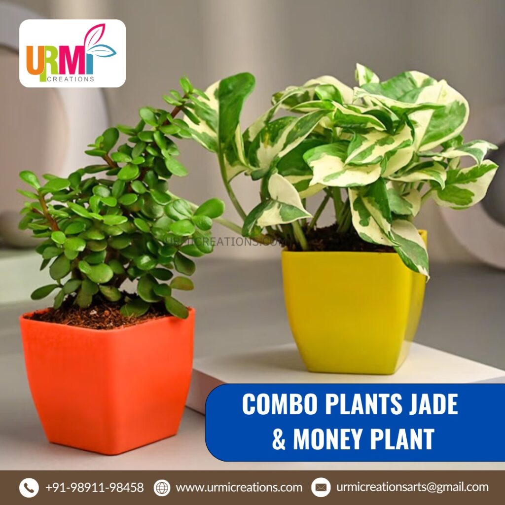 jade money tree plant