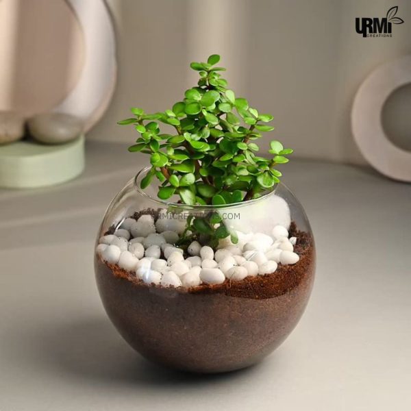 Jade Plant Terrarium In Glass Vase