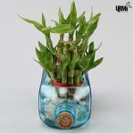 Lucky Bamboo Bombay Sapphire Bottle Planter