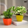 Combo Plants Jade & Money Plant