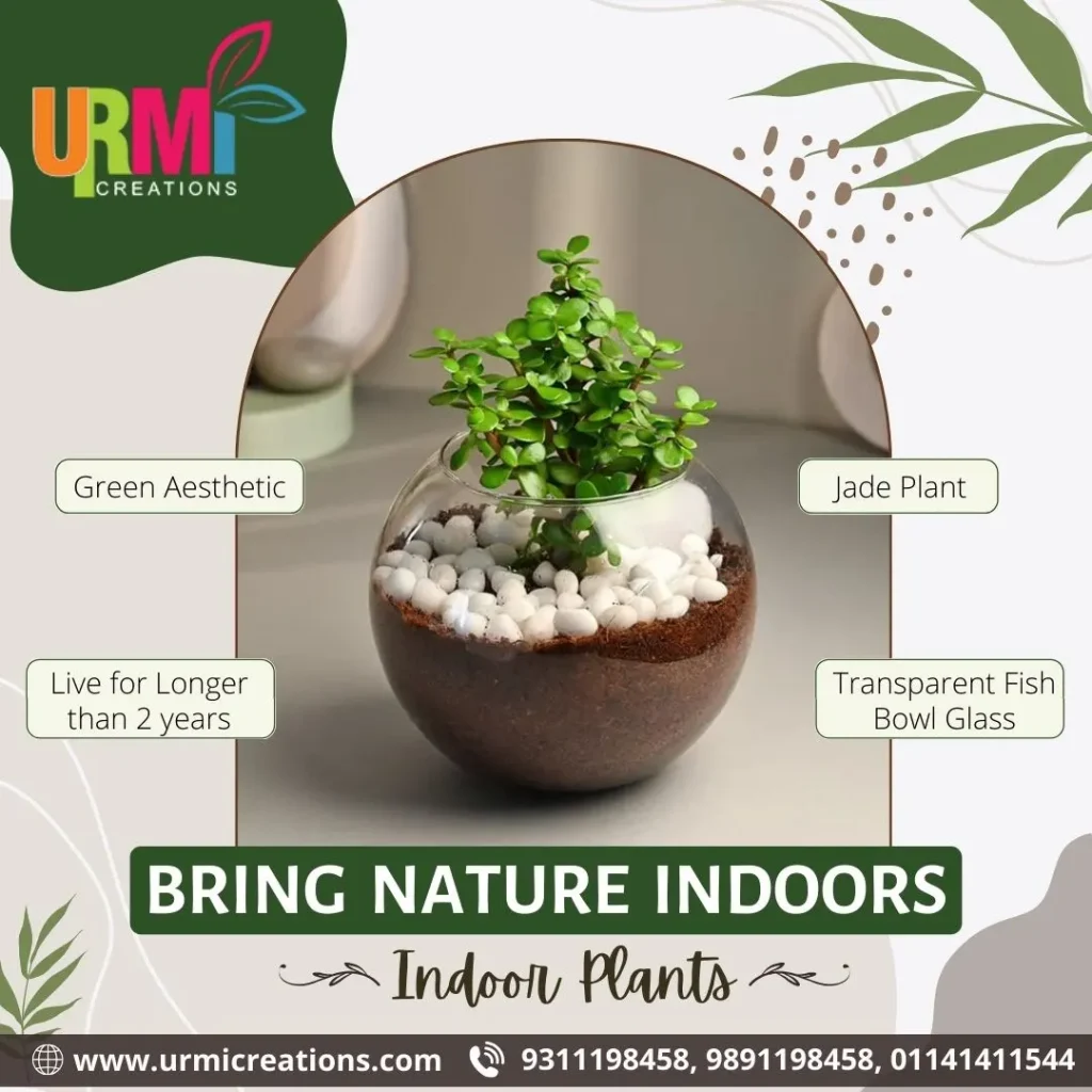 Unlock the Beauty of Indoor Plants A Comprehensive Guide