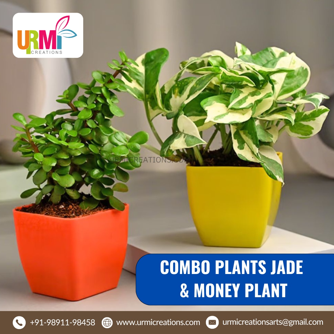 Jade Money Tree Plant: The Perfect Blend of Beauty, Luck, and Wellness for Your Home
